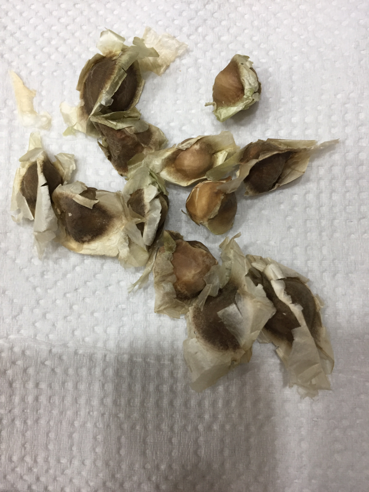 Moringa Seeds